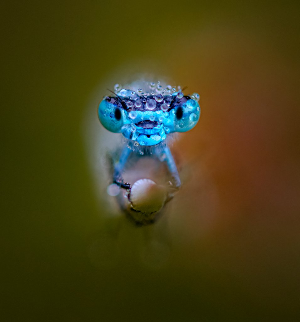 Detail of Damp damsel by Dave Salter