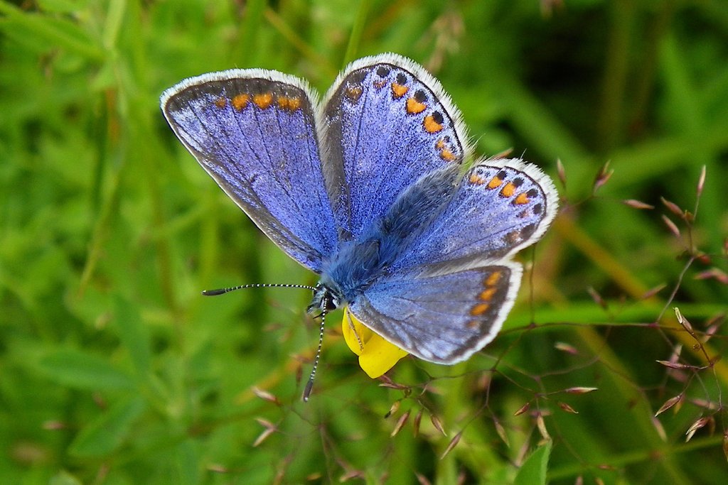 Detail of Female Common Blue by Adrian Derbyshire