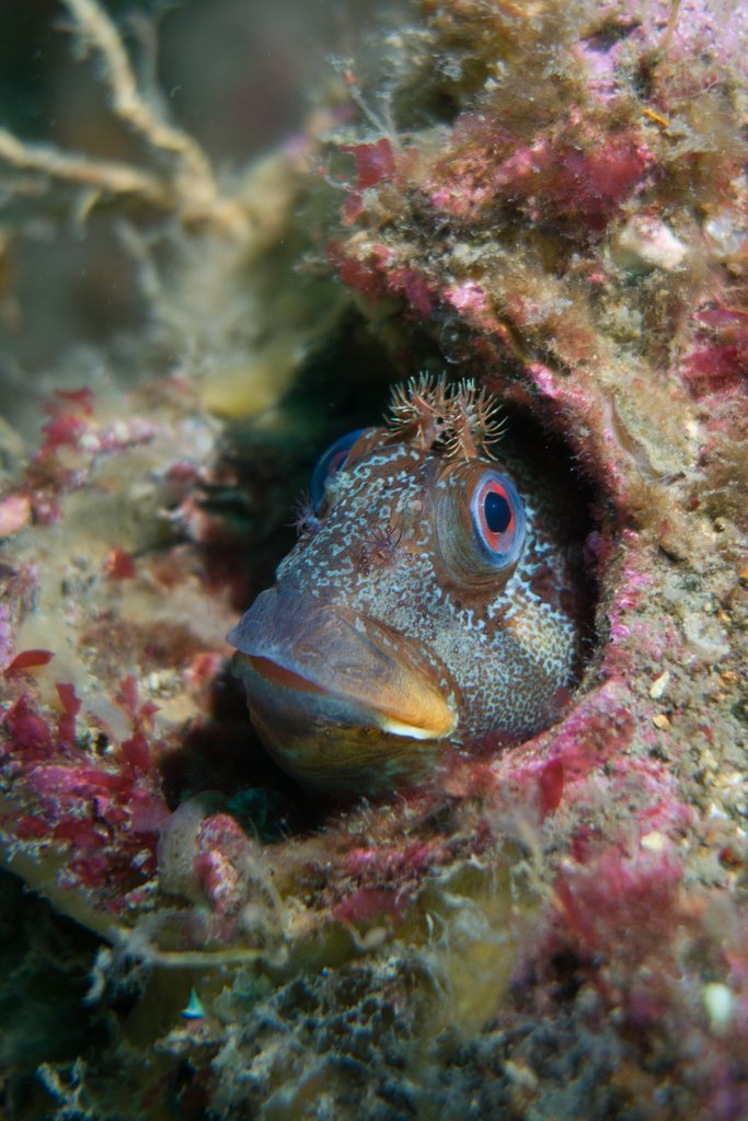 Detail of Peekaboo by Ben Houghton