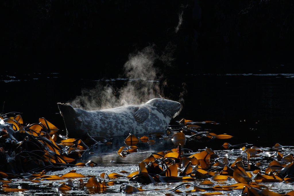 Detail of Hot stuff by Lara Howe