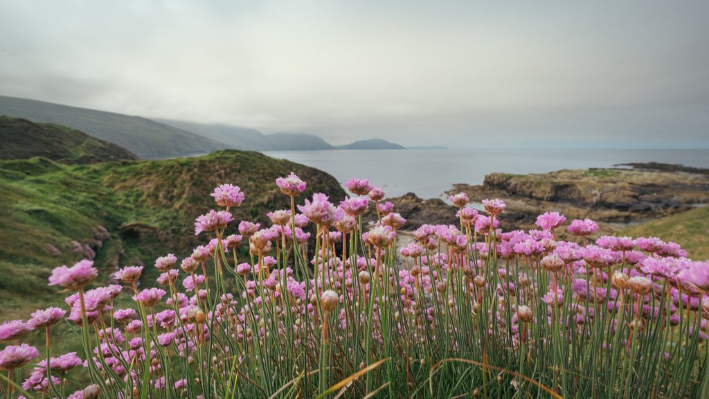 Detail of Sea Thrift at Niarbyl by Chris Hunt
