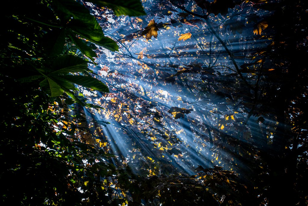 Detail of Light through leaves by Richard Turnbull