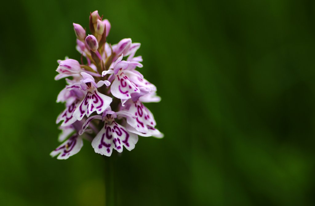 Detail of Wild orchid by Shelly Kilpatrick