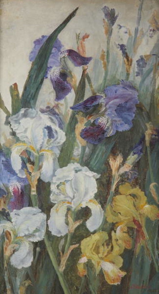 Detail of Irises, 1882 by Charlotte Hodder