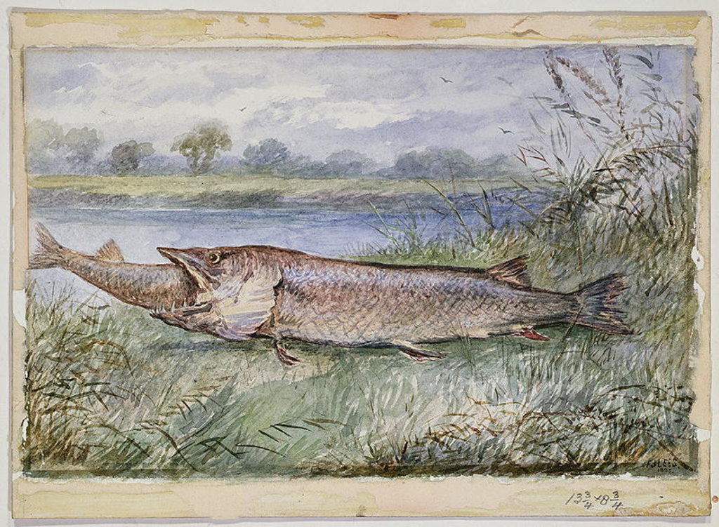 Detail of An Amazing Incident showing a Jack Pike of 6lbs attempting to swallow a Barbel of 1 3/4lbs found on Monkey Island, 1895 by F.J. Lees