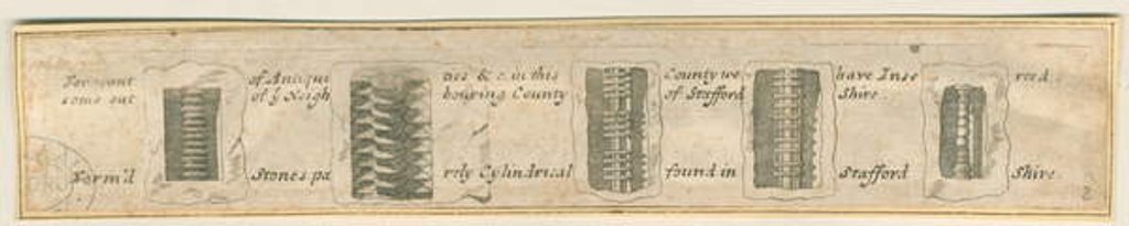 Detail of Abbots Bromley: engraved strips of sections of fossil stones, nd. [?19th cent] by Anonymous Anonymous