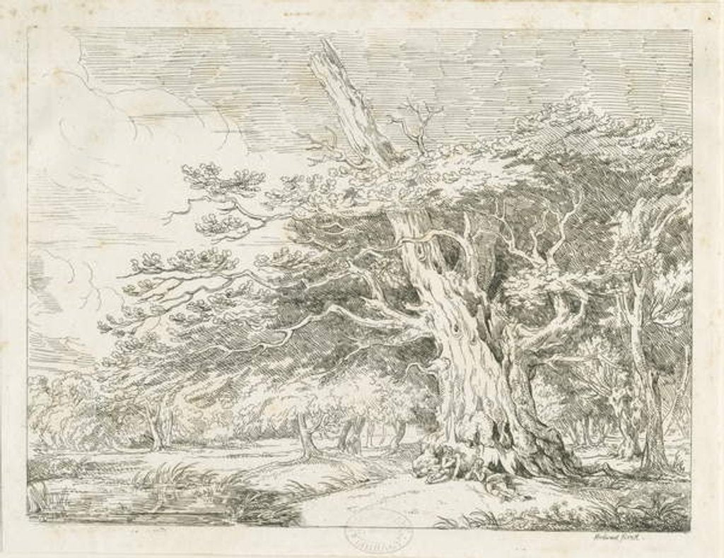 Detail of Needwood - Oak tree by School English