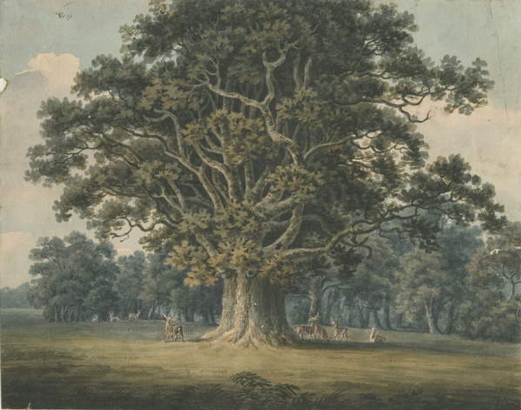 Detail of Needwood - Swilcar Oak by H Moore
