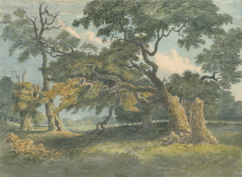 Detail of Needwood - Oak Tree by School English