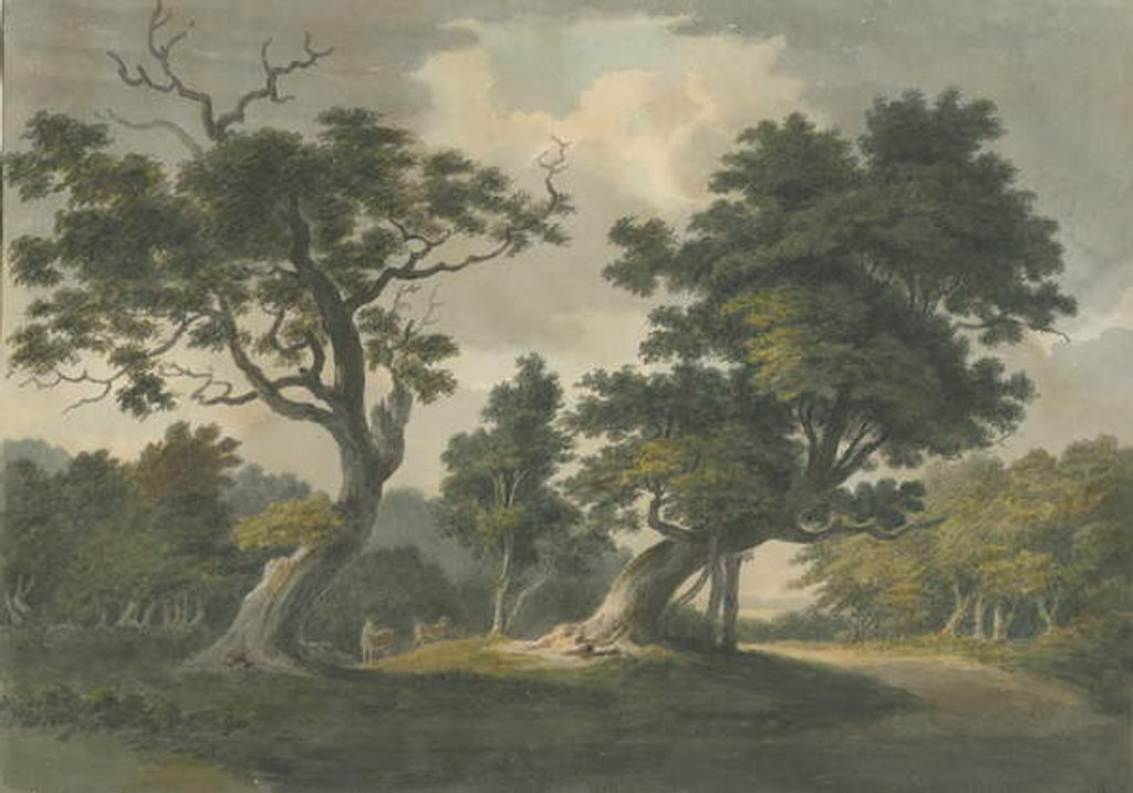 Detail of Needwood Forest by School English