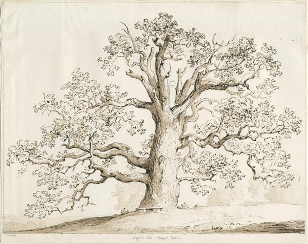Detail of Blithfield - Squitch Oak : pen and wash, 1837 by Thomas Peploe Wood
