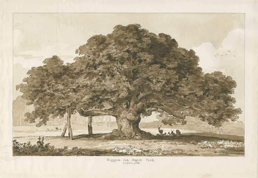 Detail of Blithfield - Beggar's Oak : sepia drawing, 1837 by Thomas Peploe Wood