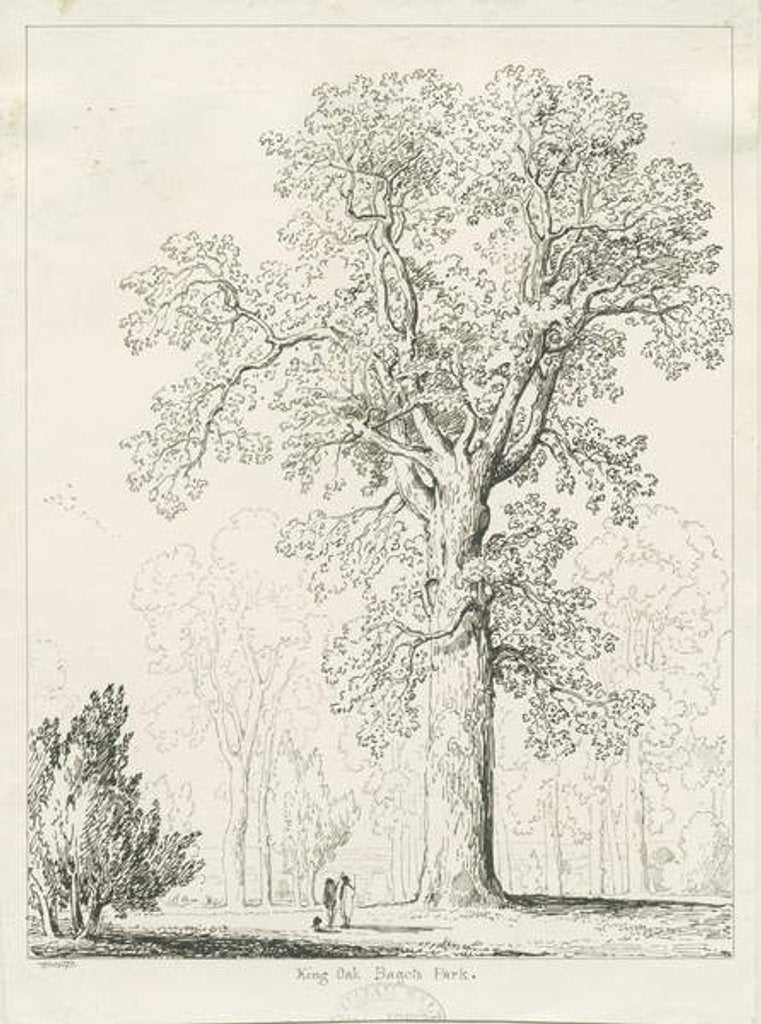 Detail of Blithfield - King Oak by Thomas Peploe Wood