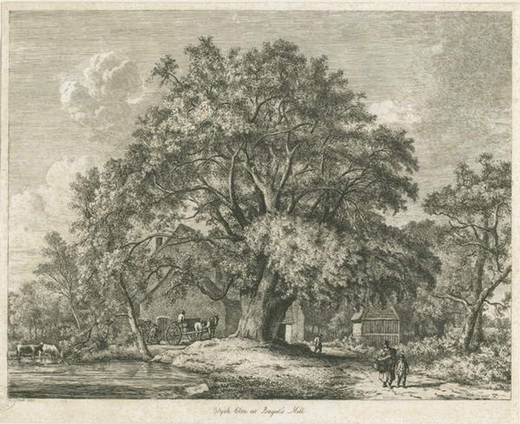 Detail of Blithfield - Wych Elm by Jacob George Strutt