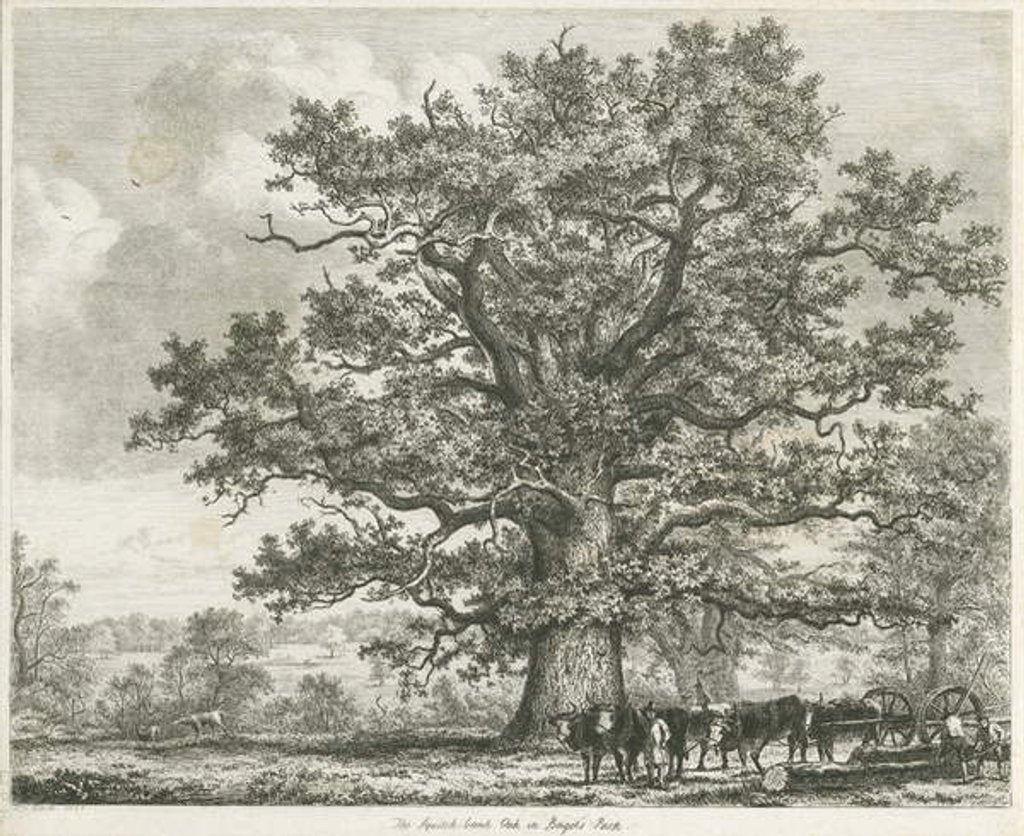 Detail of Blithfield - Squitch-bank Oak : etching, 1824 by School English