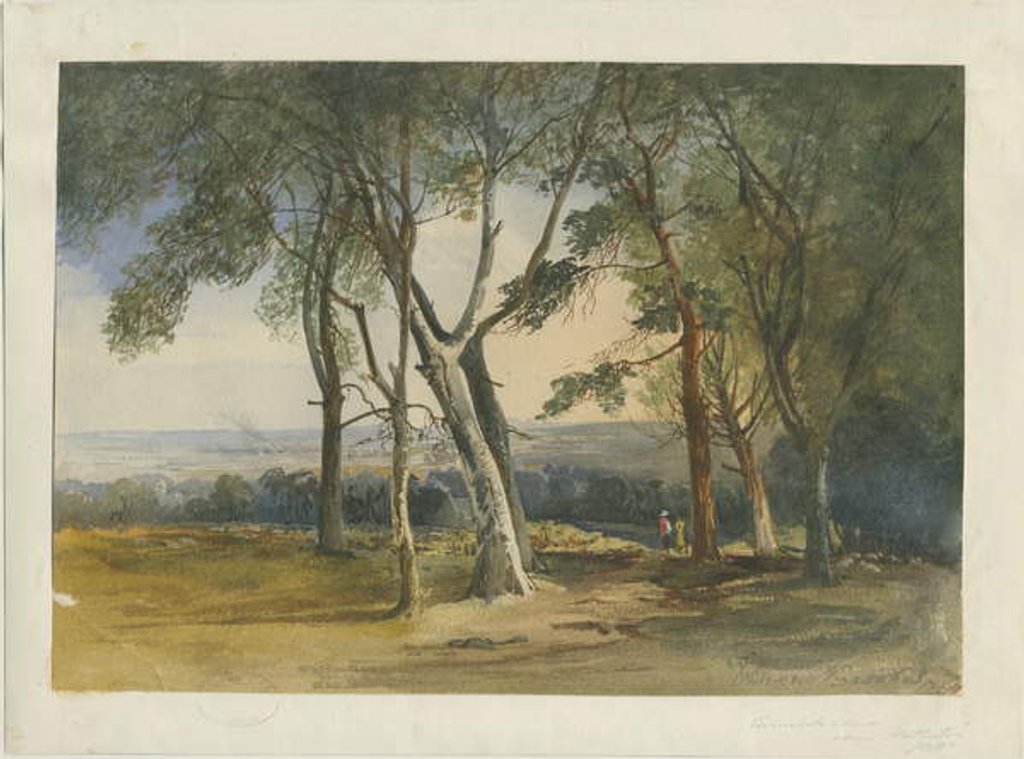 Detail of Cannock Chase by School English