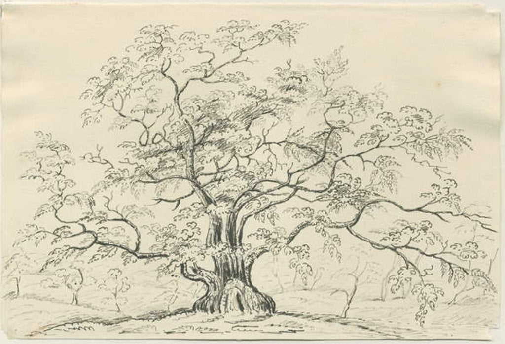 Detail of Cannock Chase: pen and pencil drawing by School English