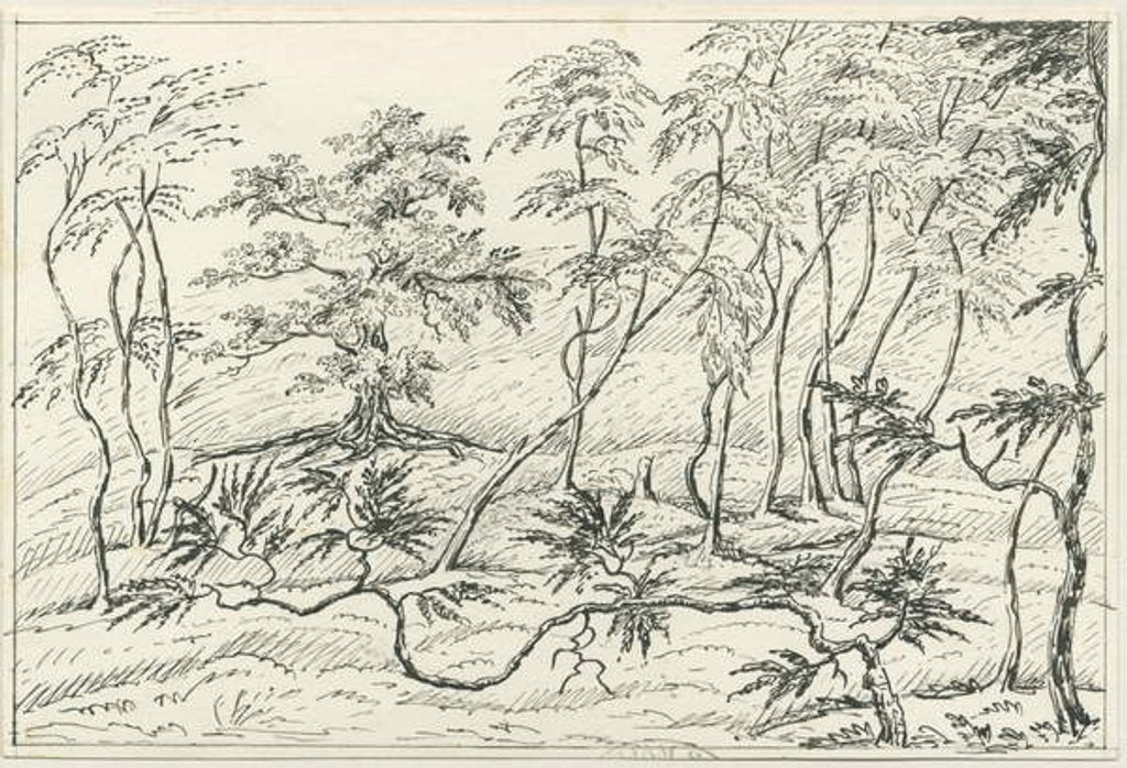 Detail of Cannock Chase by School English