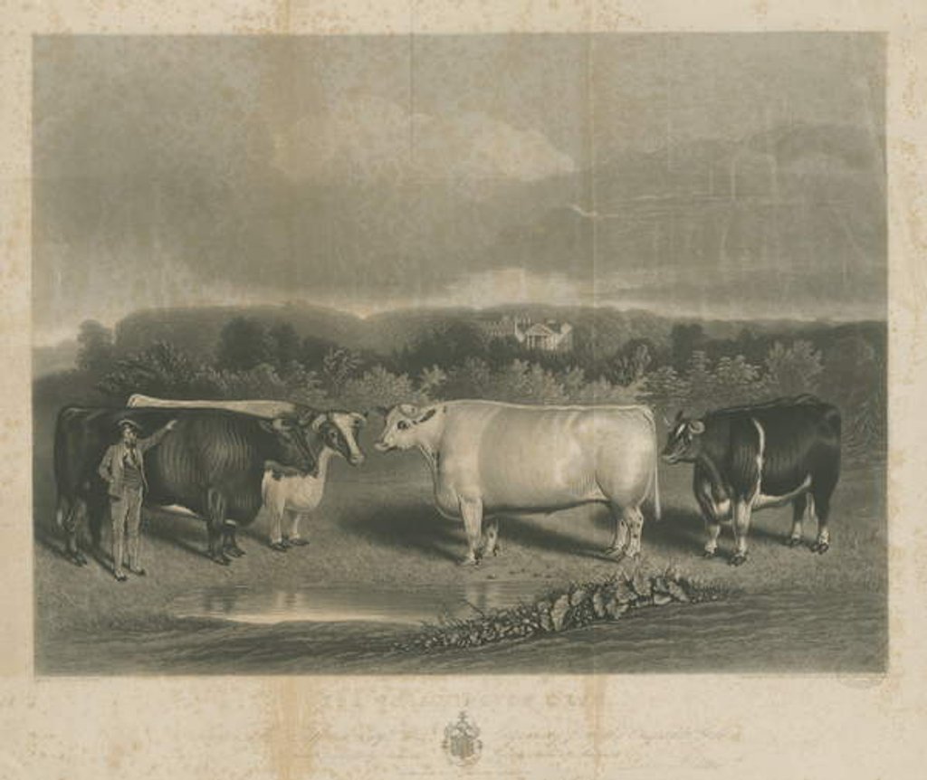 Detail of Chillington - 'The Chillington Oxen': mezzotint engraving by School English