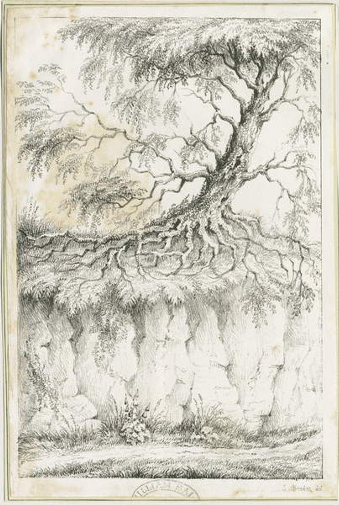 Detail of Dudley - Tree by Luke Booker