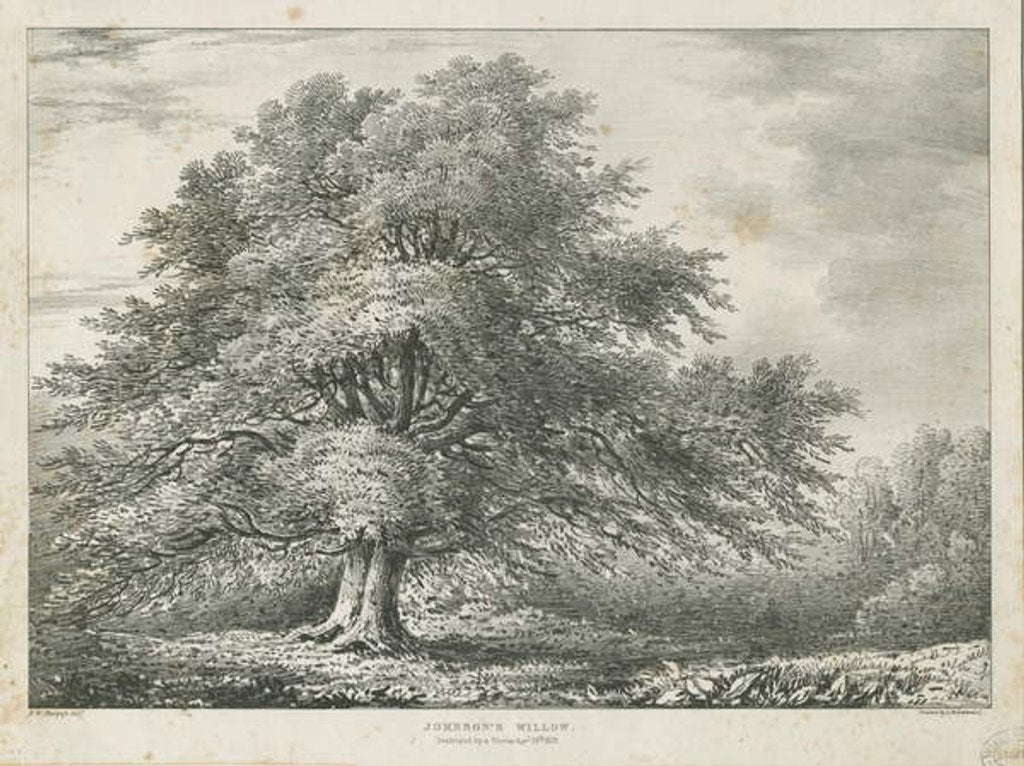 Detail of Lichfield - ['Dr. Johnson's'] Willow Tree: lithograph, nd [1789-1850] by Charles Joseph Hullmandel