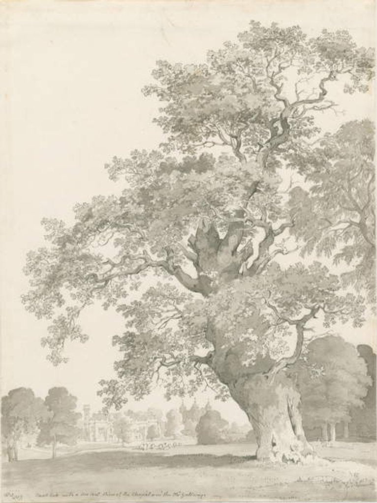 Detail of Tixall - Oak Tree: pen and wash drawing, 1837 by Thomas Peploe Wood