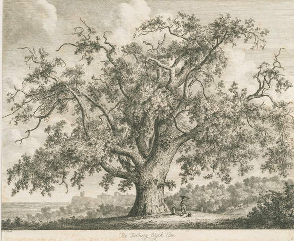 Detail of Tutbury - 'Wych Elm': etching by Jacob George Strutt
