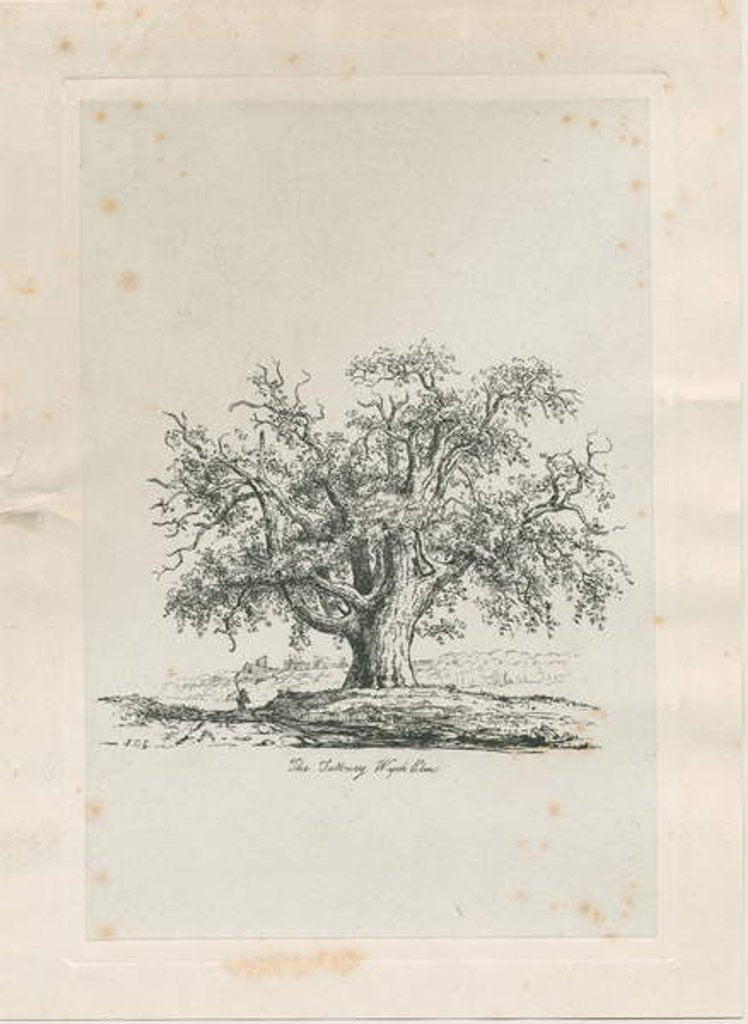 Detail of Tutbury - 'Wych Elm' by Jacob George Strutt