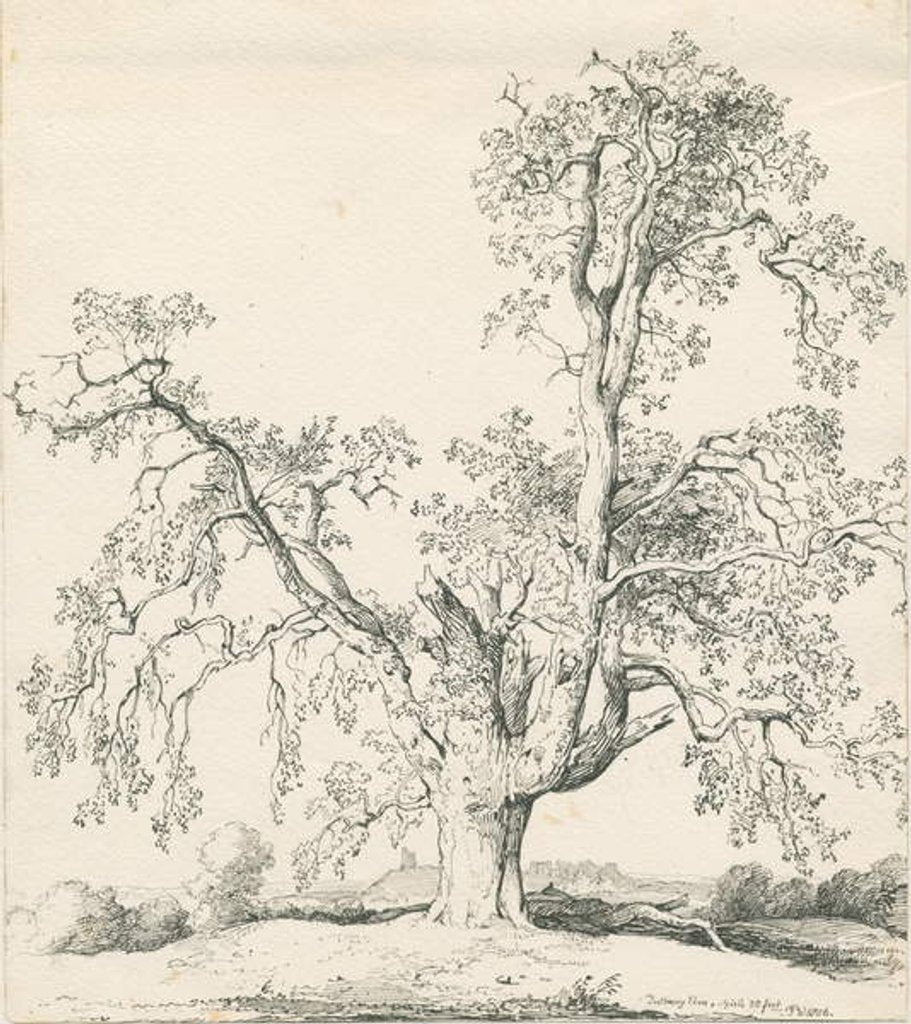 Detail of Tutbury - 'Wych Elm': pen and ink drawing, 1836 by Thomas Peploe Wood