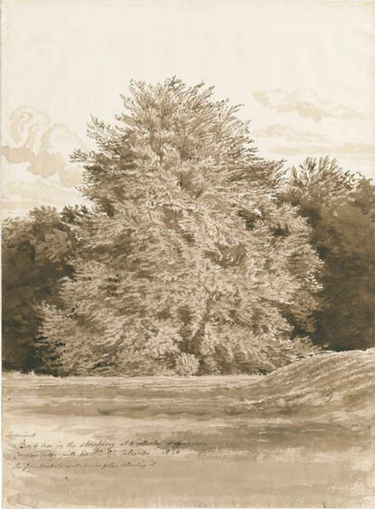 Detail of Wrottesley Hall - The Shrubbery: sepia drawing, 1820 by Cornelius Varley