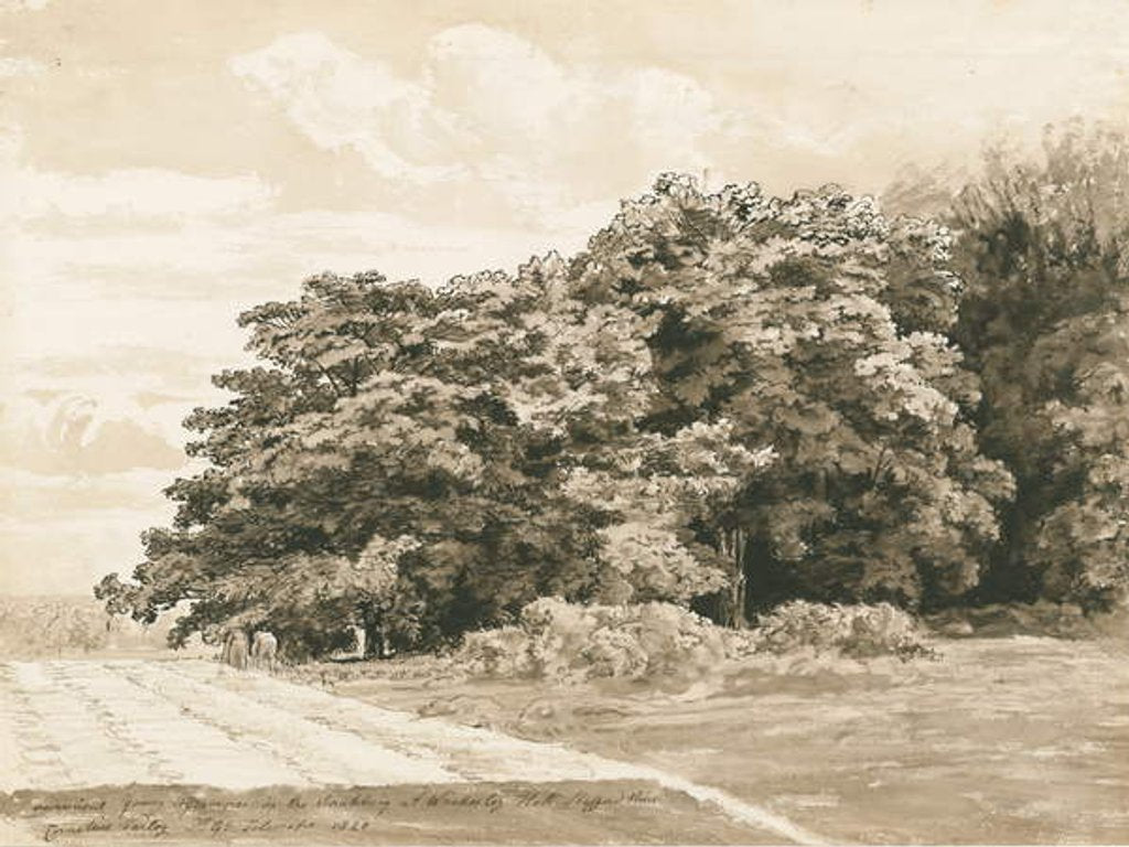 Detail of Wrottesley Hall - The Shrubbery by Cornelius Varley