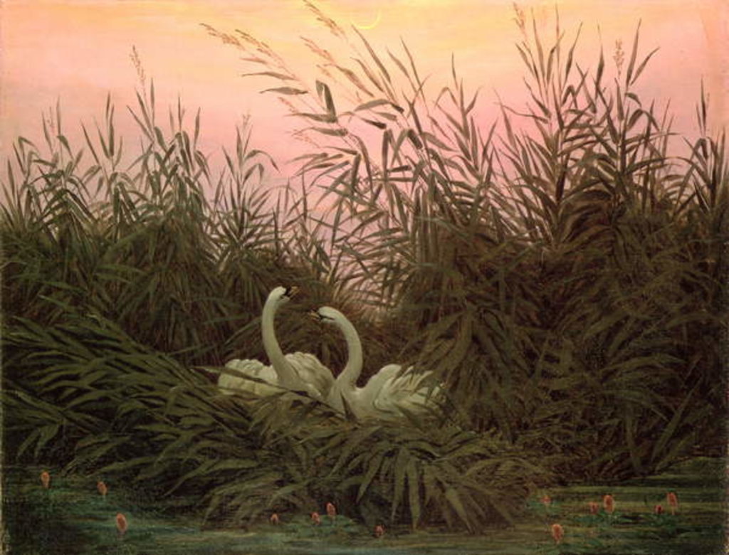Detail of Swans in the Reeds, c.1820 by Caspar David Friedrich