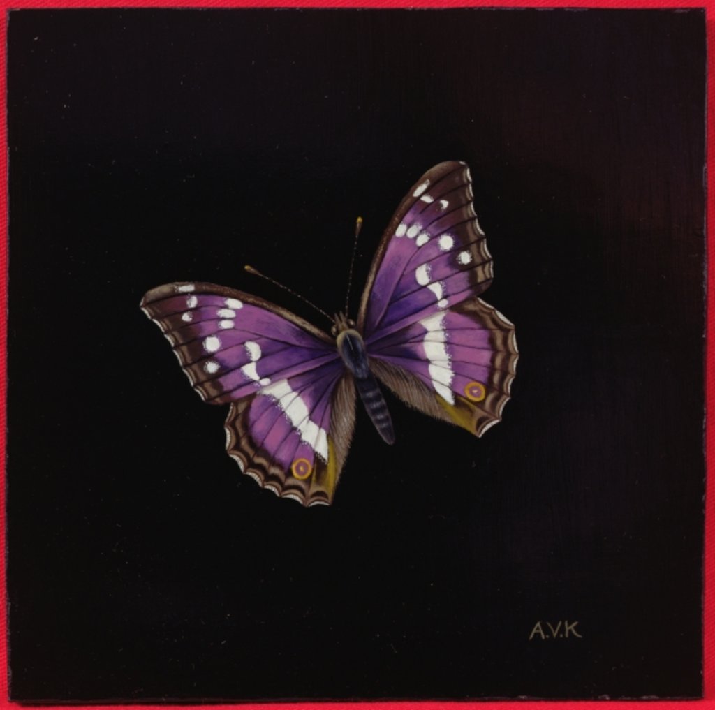 Detail of Purple emperor butterfly, 2000 by Amelia Kleiser