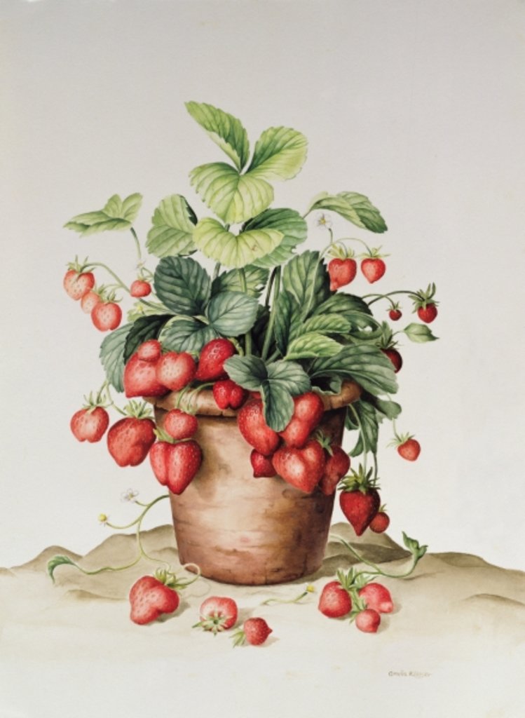 Detail of Strawberries in a pot, 1998 by Amelia Kleiser