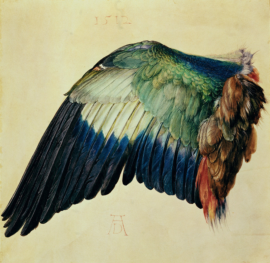 Detail of Wing of a European Roller, 1512 by Albrecht Dürer or Duerer