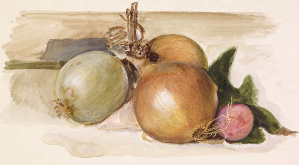 Detail of Still-Life - Study of Onions, 1871-75 by Edward Coley Burne-Jones