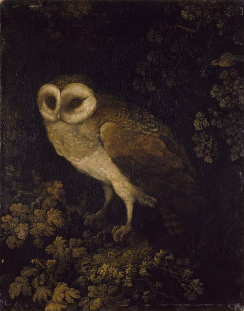 Detail of An Owl, 1780-90 by Moses Haughton