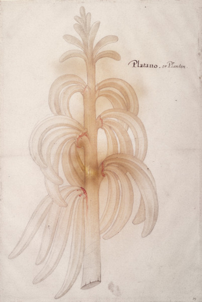 Detail of Plantain, c.1590 by John White