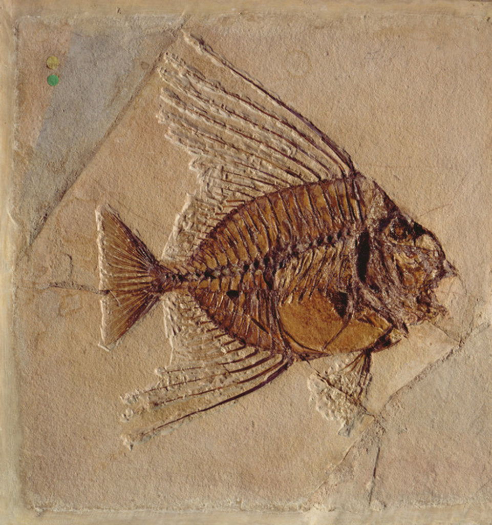 Detail of Fish by Prehistoric Prehistoric