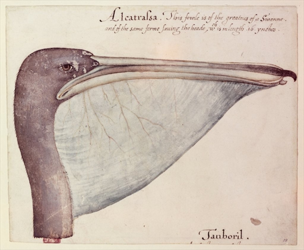 Detail of Pelican, c.1590 by John White
