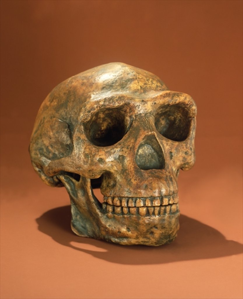 Detail of Peking Man's reconstructed skull, Cave Choukou'tien by School Chinese
