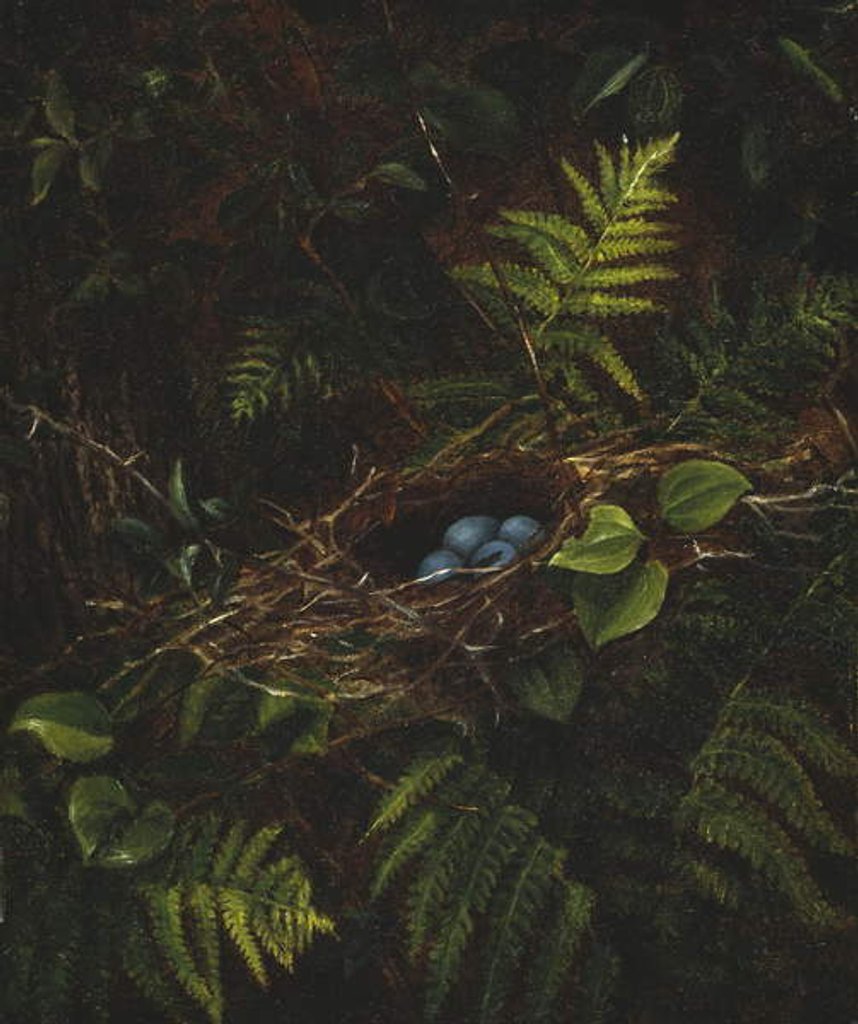 Detail of Bird's Nest and Ferns, 1863 by Fidelia Bridges
