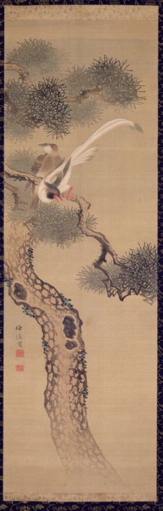 Detail of Long-tailed birds in pine tree, c.1800 by Ariwara Baikei