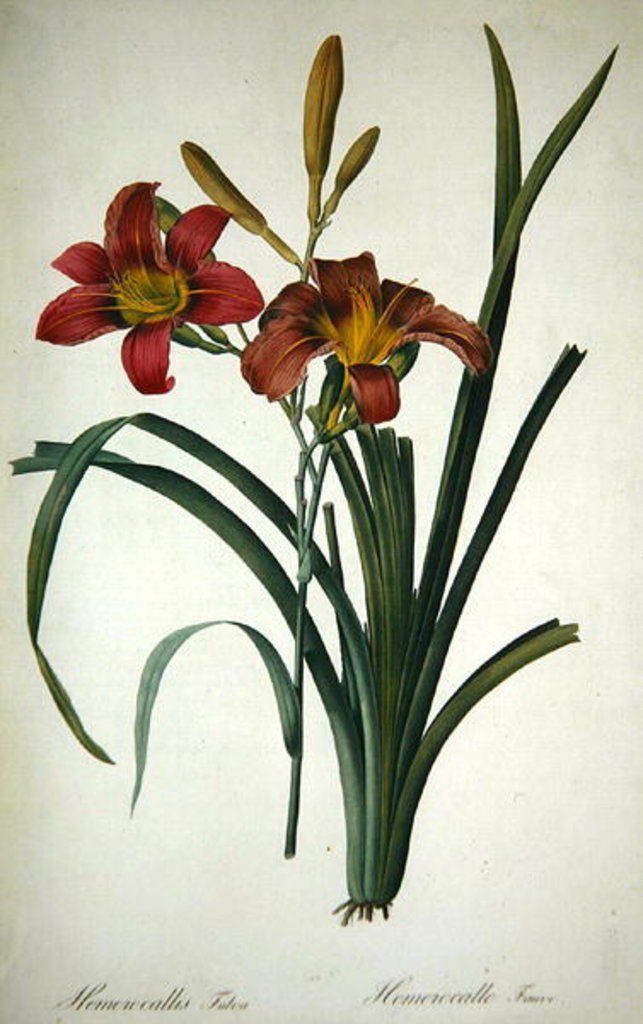 Detail of Hemerocallis fulva by Pierre Joseph Redouté