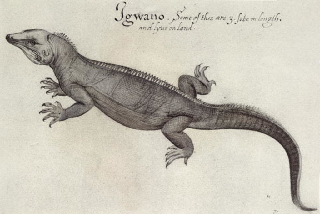 Detail of Iguana by John (after) White