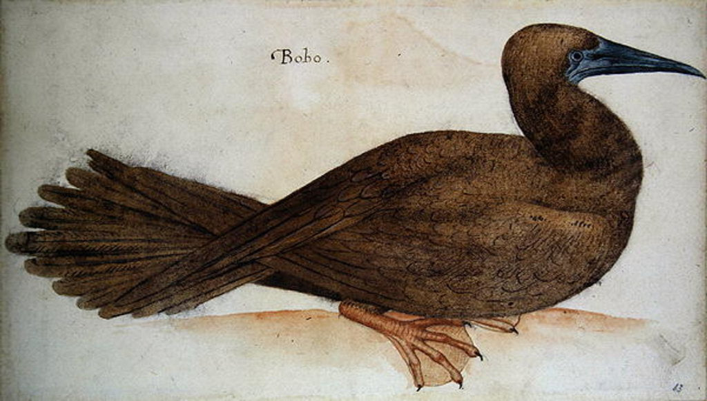 Detail of Bobo by John White