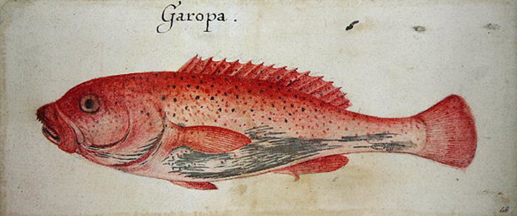 Detail of Garopa by John White