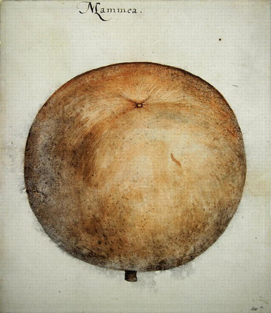 Detail of Mammea Apple by John White