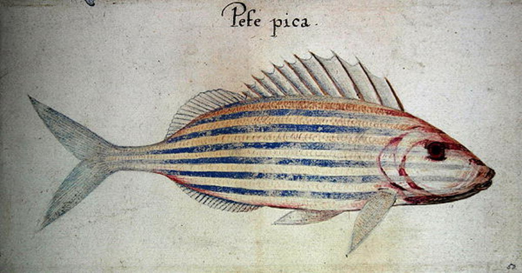 Detail of Blue striped grunt fish by John White