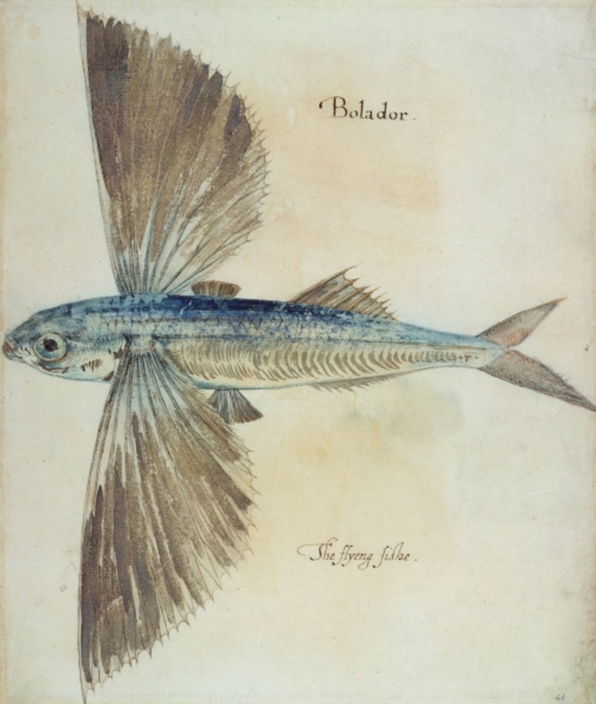 Detail of Flying-Fish by John (after) White